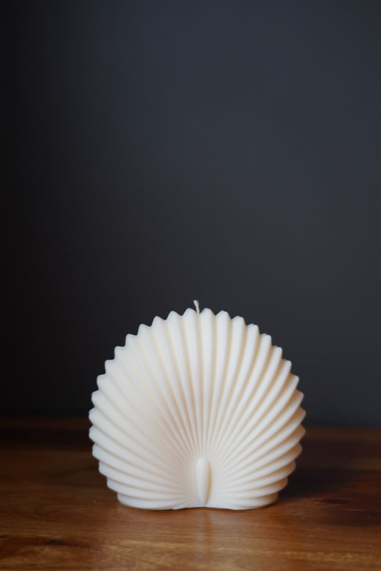 Scallop Seashell